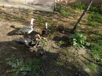 Ducks — photo 3