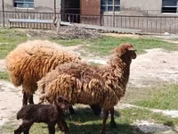 Qoç, Qoyunlar — foto 4