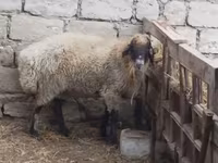 Qoç, Blackheaded Persian sheep — foto 3