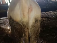 Bulle, Simmental cattle — Foto 2