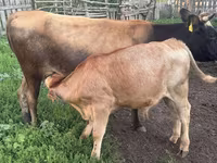 ثور, Simmental cattle — الصورة 3
