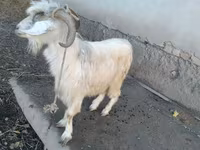 Billy Goat, Goats — photo 1