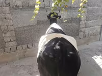 Krava, Russian Black pied cattle — foto 7