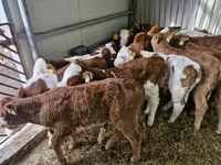 牛只（批次，未指定性别）, Simmental cattle — 照片 2