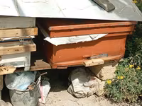 Arıçılıq üçün taxta arı pətəyi - Material: qalın taxta, ön hissədə — फ़ोटो 1