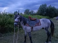 At, Azerbaijan horse — foto 2