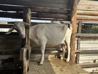 Dişi keçi, Alpine goat — foto 6