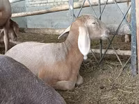 نعجة, Arashan sheep — الصورة 3