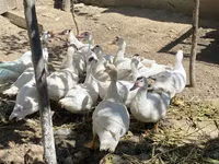 Ducks — फ़ोटो 4