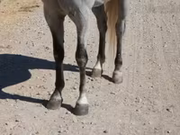 At, Tennessee Walking Horse — foto 6