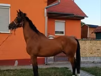 Caballo, Dutch warmblood horse — foto 6