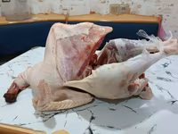 Turkeys — photo 7