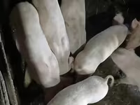 Säue, Schweine — Foto 3