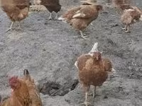 الدجاجة الدنماركية — الصورة 7