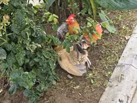 सेरामा — फ़ोटो 4