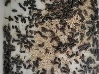 🐛 Canlı Un Qurdu Satılır! ✔️ Təzə və sağlam ✔️ Toyuqlar, quşlar və — 照片 3
