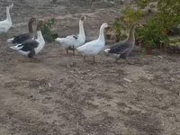 Geese — photo 8