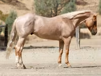At, Quarter Horse — foto 1