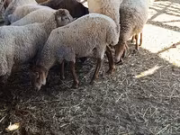 母羊, Sheep — 照片 4