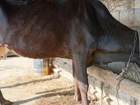 गाय, लाल-धब्बेदार नस्ल — फ़ोटो 4
