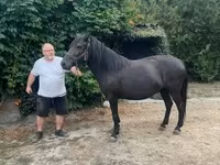 Égua, Hucul pony — foto 8