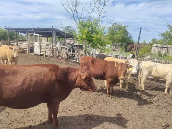Toro, Latvian Blue cattle