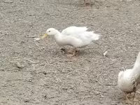 Alman Pekin — foto 6