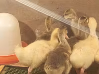 Geese — foto 3
