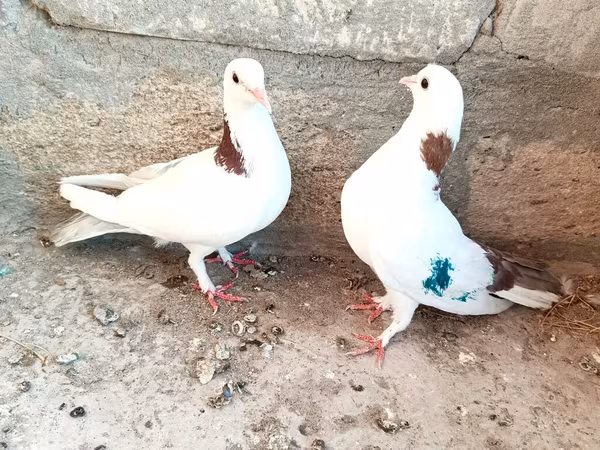 Salam gördüyünüz Qusdar satılır her ikisidə mayadi birinin uçuşu var
