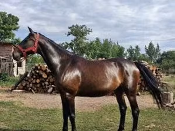 Kobyła, Nonius horse