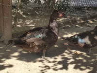 Ducks — Foto 3