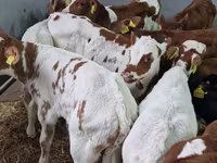 İribuynuzlu mal-qara (partiya, cinsi göstərilməyib), Simmental cattle — foto 4