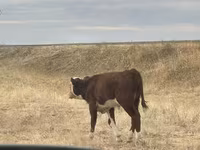 Buğa, Simmental cattle — foto 3