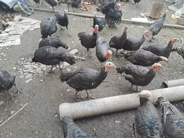 Turkeys — Azərbaycan