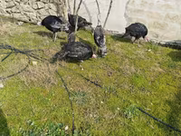 Turkeys — photo 5