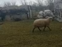 Qoʻchqor, Shroshire sheep — 2-rasm