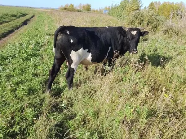 Toro, Russian Black pied cattle