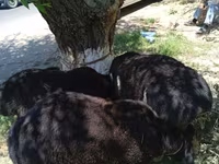 绵羊（批次，未指定性别）, Sheep — 照片 5