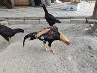 Chickens — foto 6