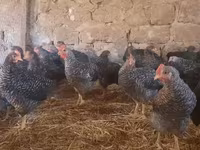 Chickens — photo 2