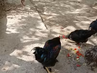 Chickens — foto 6