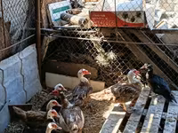 Ducks — photo 1