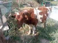 Buğa, Qırmızı-ləkəli cins — foto 1