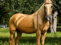 Hengst, Quarter Horse — Foto 4
