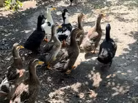 Ducks — foto 1