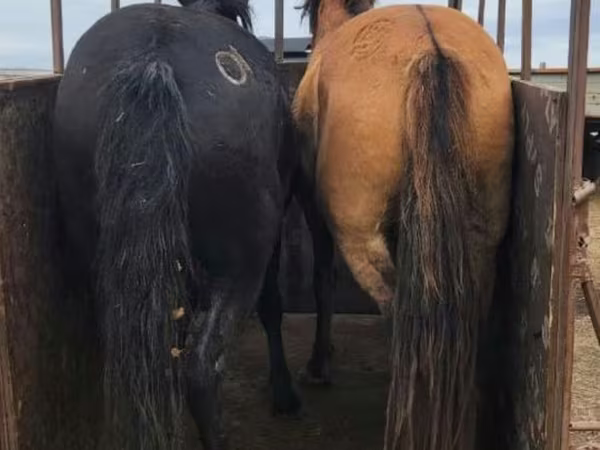 Mare, Kazakh horse