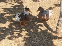 Ducks — photo 2