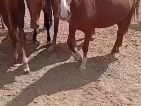 Mare, Horses
