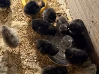 Australorp — foto 6