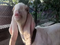 Kozioł, Kamori goats — zdjęcie 3